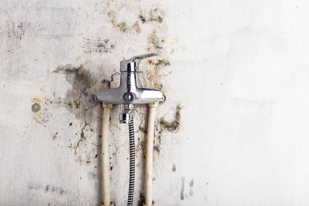 Best Mold Removal Company Near Me  in Bertram, TX