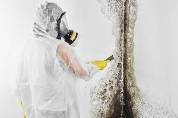 Best Local Mold Removal Service  in Bertram, TX