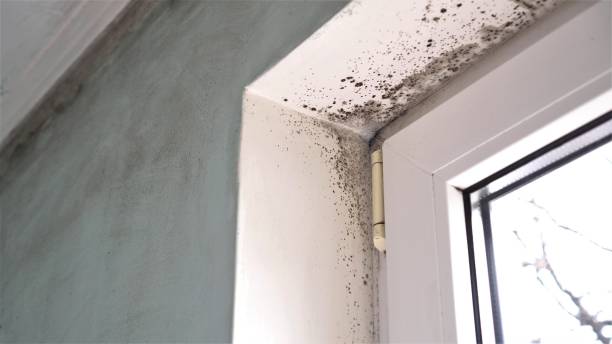 Best Certified Mold Removal  in Bertram, TX