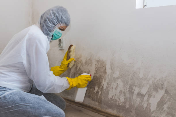 Best Professional Mold Removal  in Bertram, TX