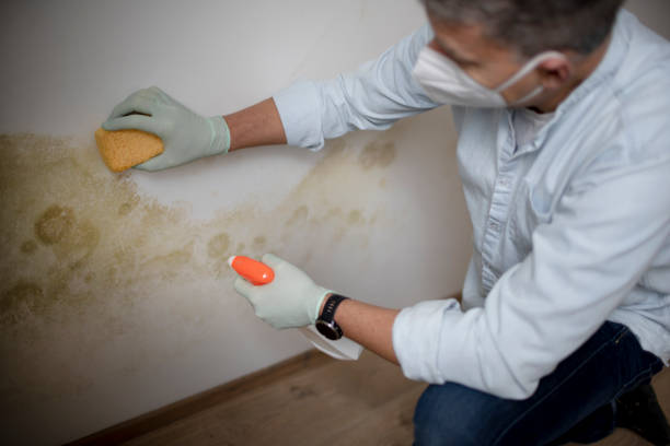 Best Black Mold Removal  in Bertram, TX