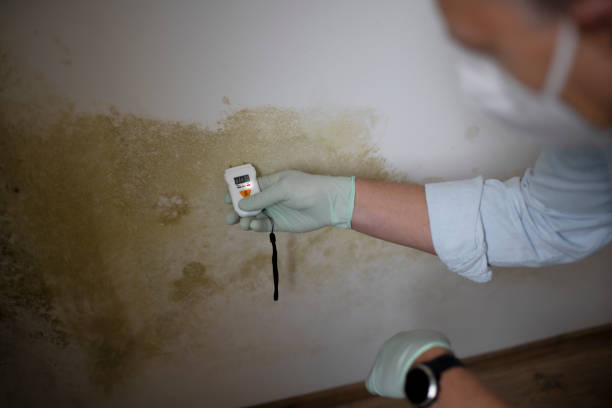 Best Mold Cleaning Services  in Bertram, TX