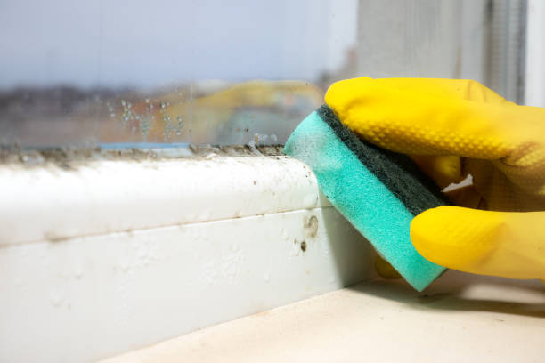 Best Mold Cleaning Services  in Bertram, TX