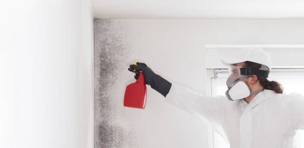 Mold Testing and Removal in Bertram, TX