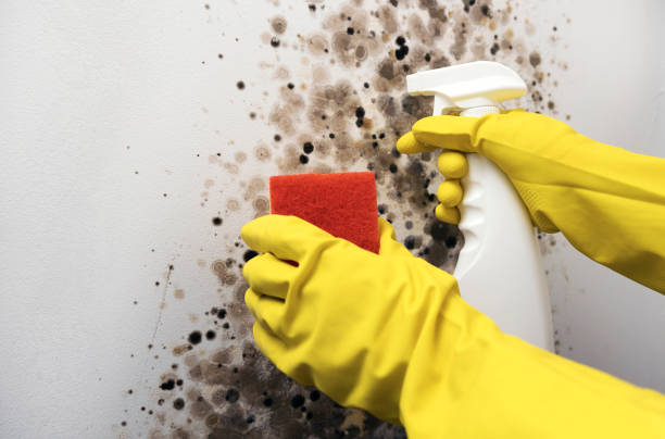 Best Mold Testing  in Bertram, TX