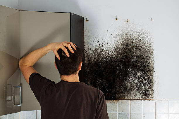 Best Residential Mold Removal  in Bertram, TX