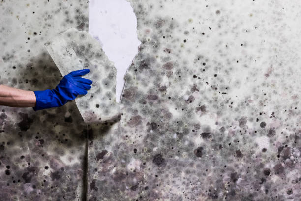 Best Mold Remediation Services  in Bertram, TX