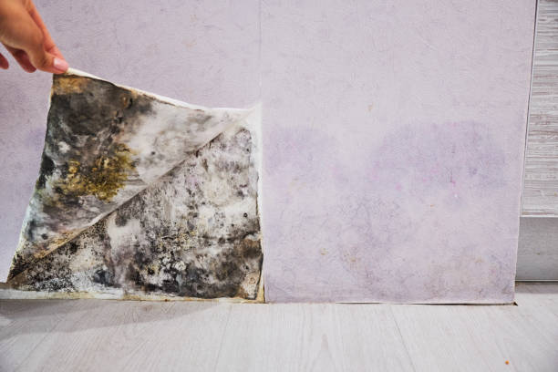 Best Mold Removal Process  in Bertram, TX